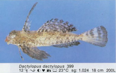 Dactylopus dactylopus